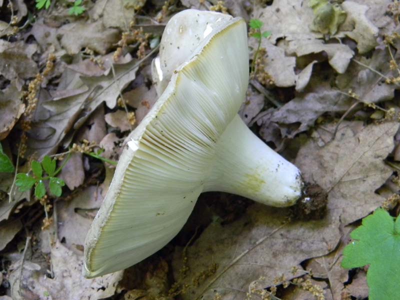 Alcuni ritrovamenti fot. il 13.05.2011.sotto Quercia