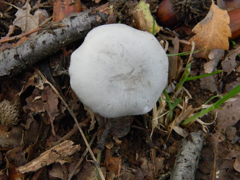 4)Ritrovamenti del 25.11.2011.sotto Quercia