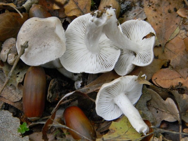 4)Ritrovamenti del 25.11.2011.sotto Quercia