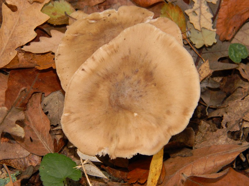 3) Ritrovamenti del 25.11.2011. sotto  Quercia