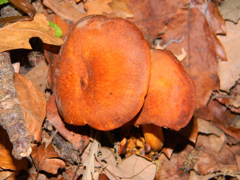 1) ritrovamenti del 25.11.2011. sotto Quercia