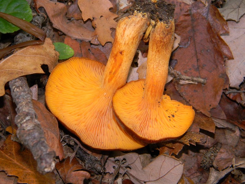 1) ritrovamenti del 25.11.2011. sotto Quercia