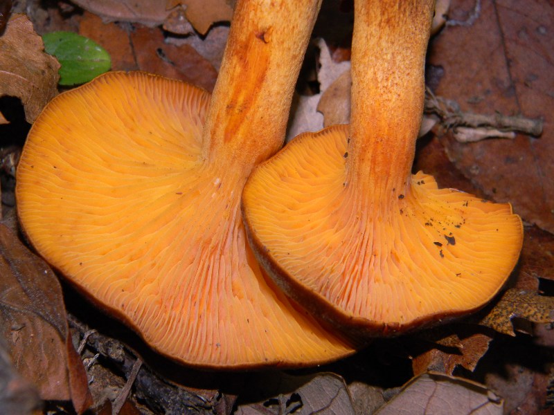 1) ritrovamenti del 25.11.2011. sotto Quercia