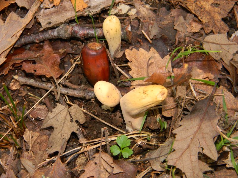 3) Ritrovamenti del 25.11.2011. sotto  Quercia