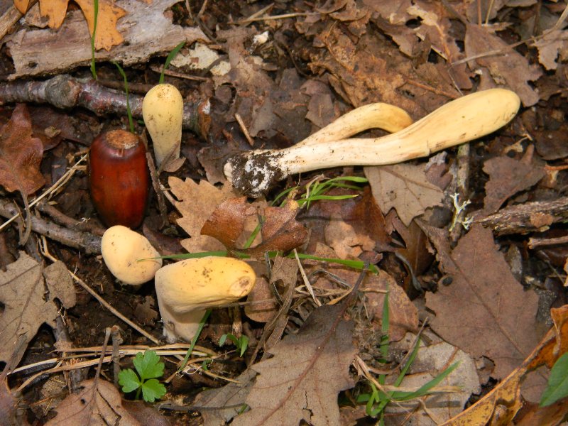 3) Ritrovamenti del 25.11.2011. sotto  Quercia