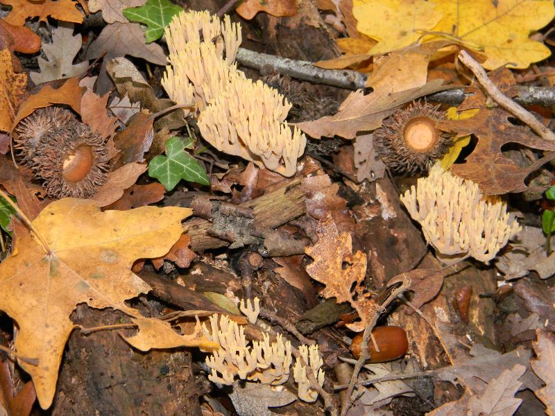 3) Ritrovamenti del 25.11.2011. sotto  Quercia