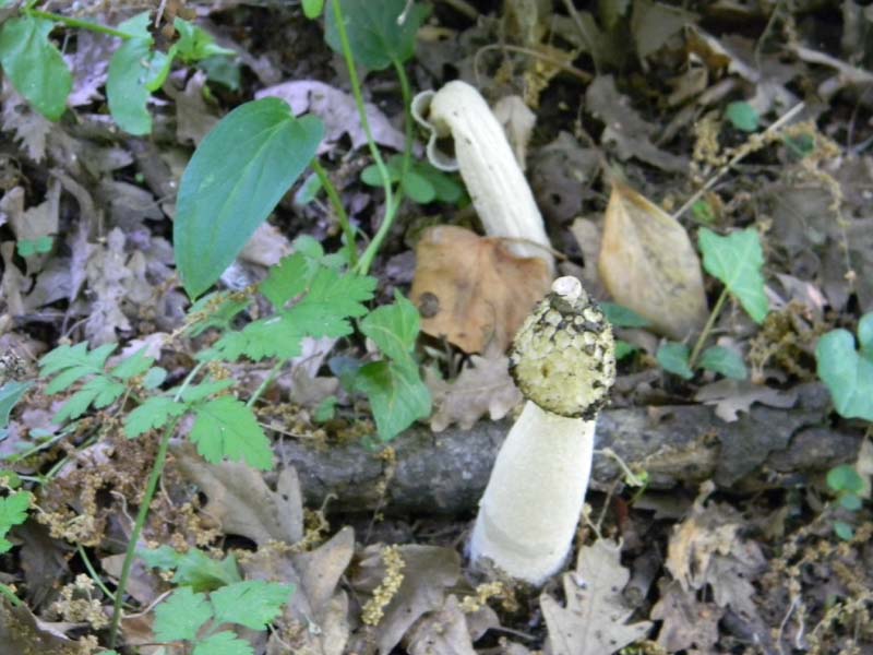 Altri vari ritrovamenti del 23.05.2011.sotto Quercia.