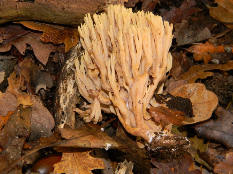 3) Ritrovamenti del 25.11.2011. sotto  Quercia