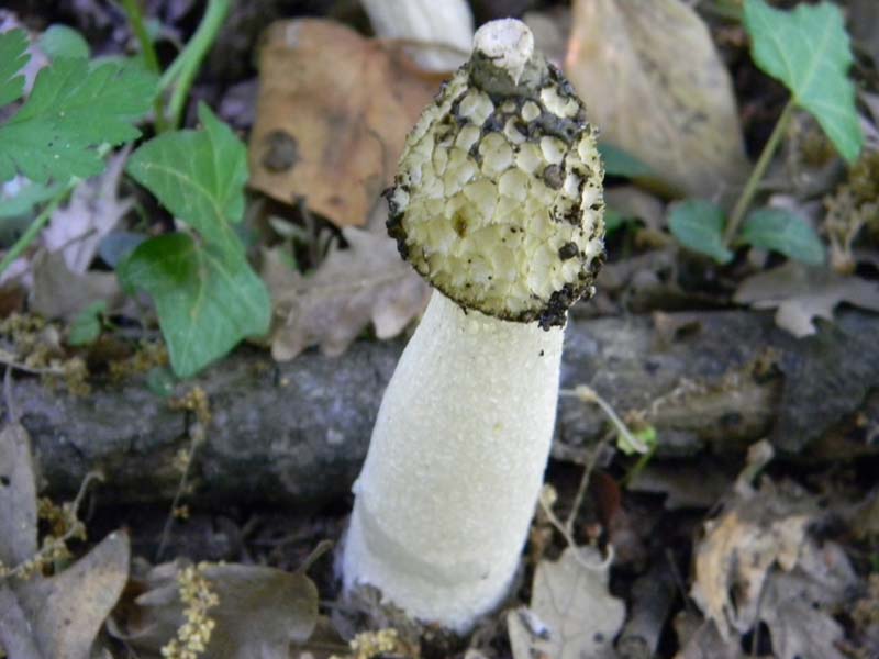 Altri vari ritrovamenti del 23.05.2011.sotto Quercia.