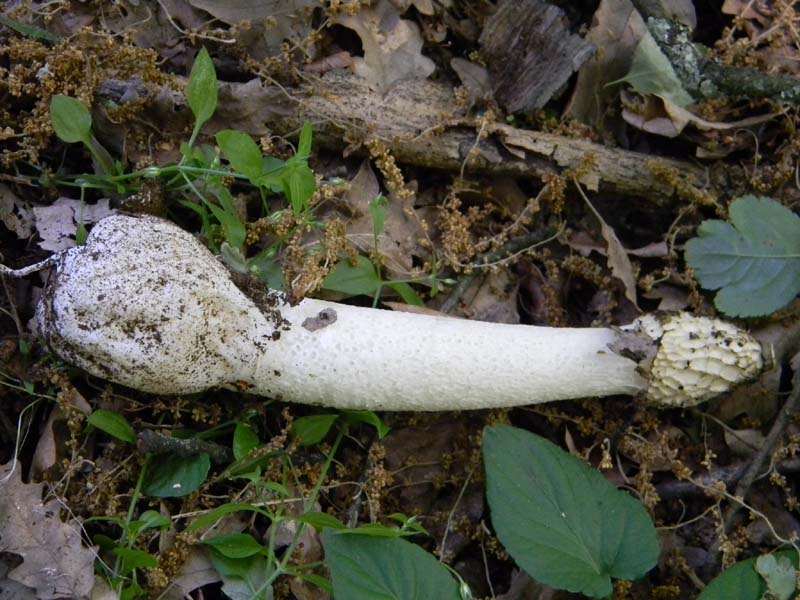 Altri vari ritrovamenti del 23.05.2011.sotto Quercia.