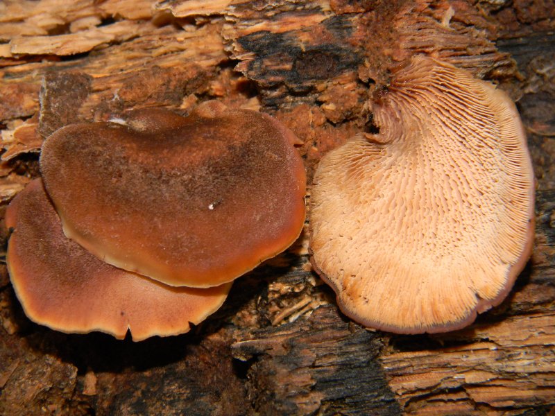 3) Ritrovamenti del 25.11.2011. sotto  Quercia