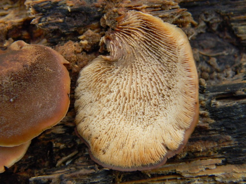 3) Ritrovamenti del 25.11.2011. sotto  Quercia