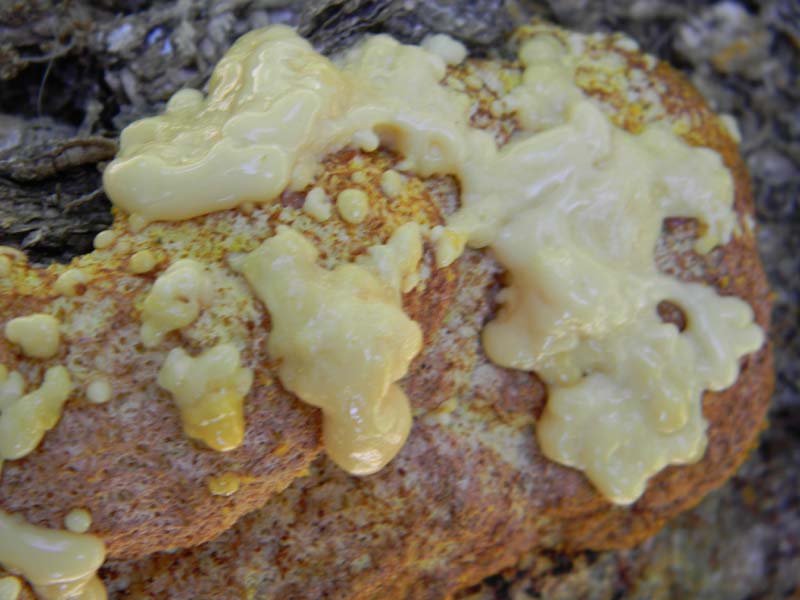 Altri vari ritrovamenti del 23.05.2011.sotto Quercia.