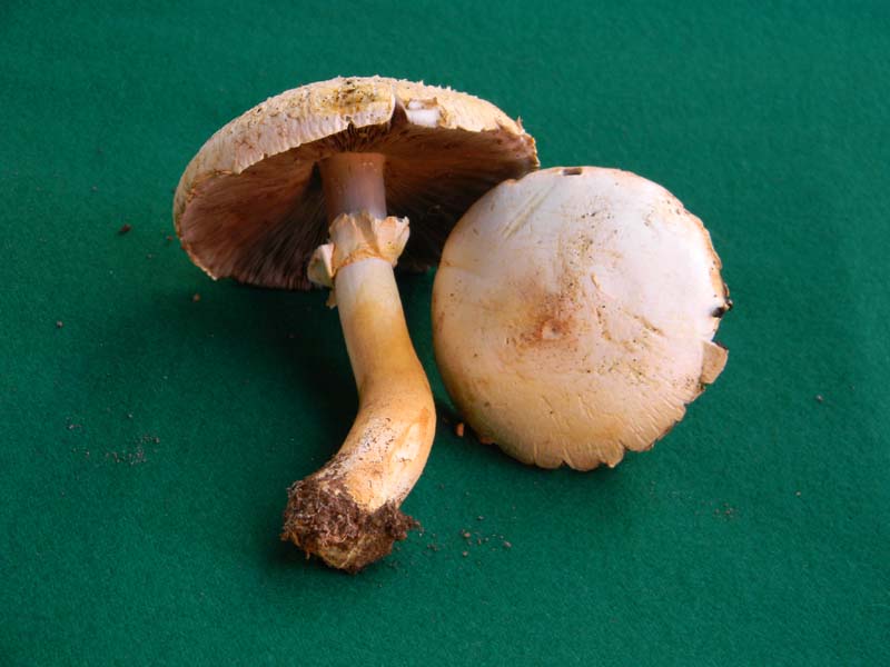 Altri vari ritrovamenti del 23.05.2011.sotto Quercia.