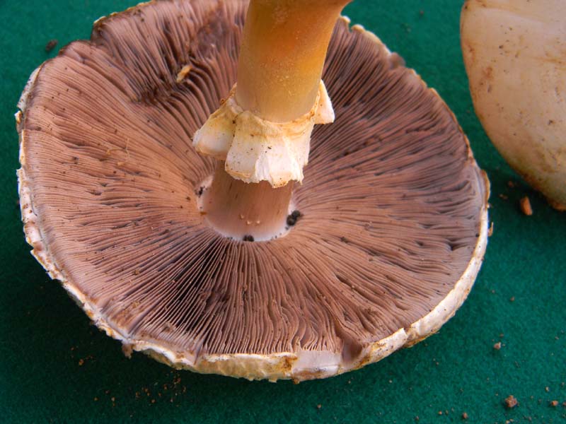 Altri vari ritrovamenti del 23.05.2011.sotto Quercia.