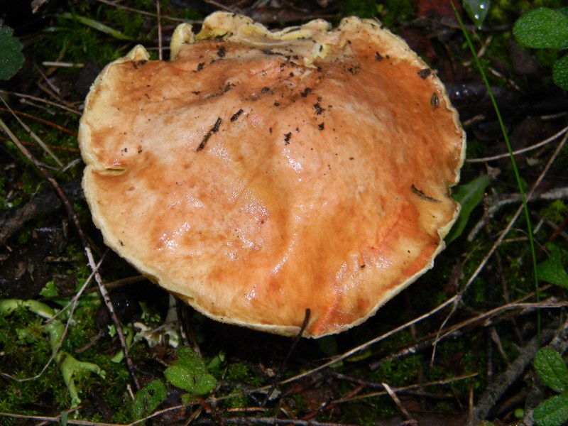 ..Fotografati il 26.11.2011. sotto Pino e leccio marino