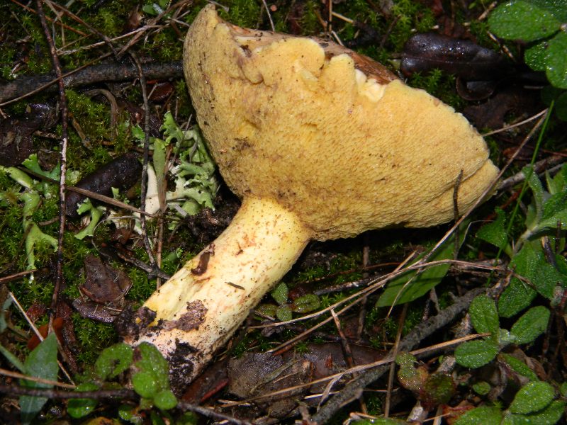 ..Fotografati il 26.11.2011. sotto Pino e leccio marino