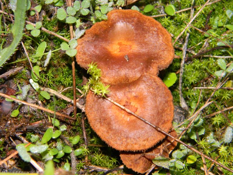 ..Fotografati il 26.11.2011. sotto Pino e leccio marino