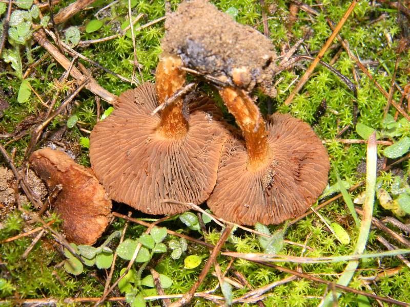 ..Fotografati il 26.11.2011. sotto Pino e leccio marino