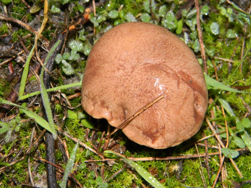 ..Fotografati il 26.11.2011. sotto Pino e leccio marino