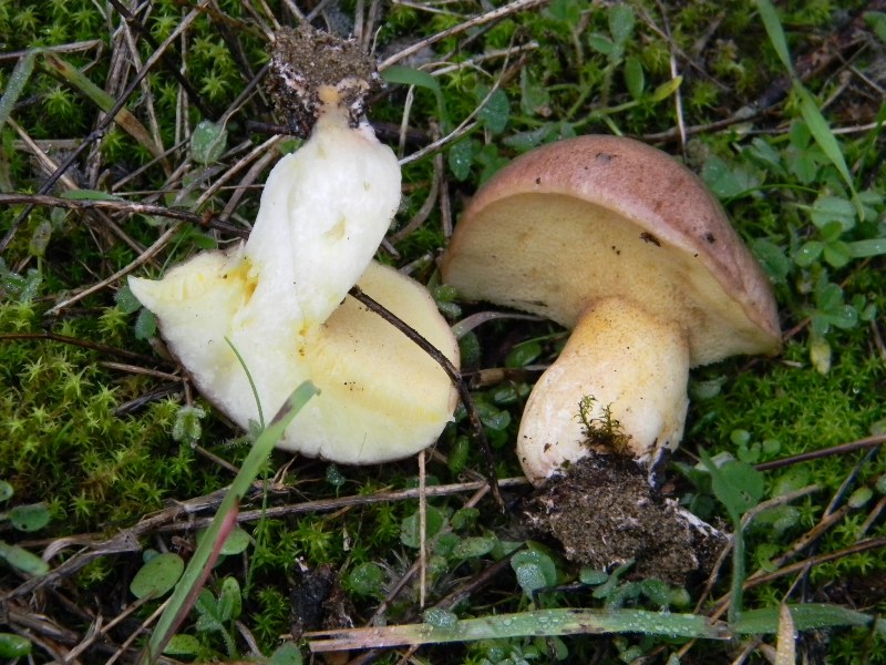 ..Fotografati il 26.11.2011. sotto Pino e leccio marino