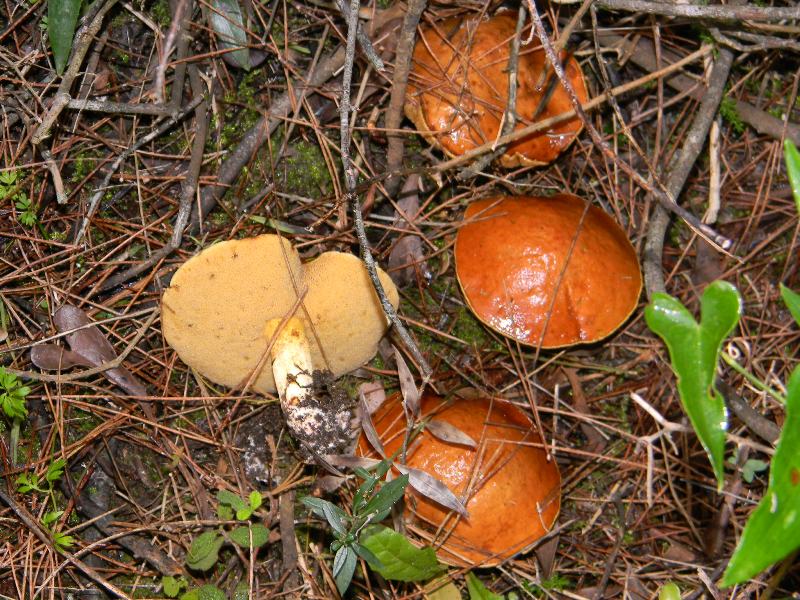 4) Fotografati il 26.11.2011. sottoPino  e Leccio  marino