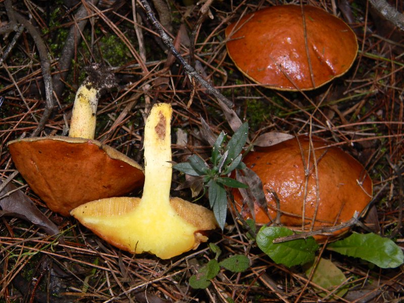 4) Fotografati il 26.11.2011. sottoPino  e Leccio  marino