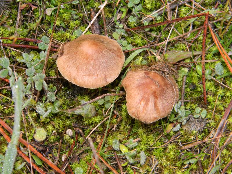 ..Fotografati il 26.11.2011. sotto Pino e leccio marino