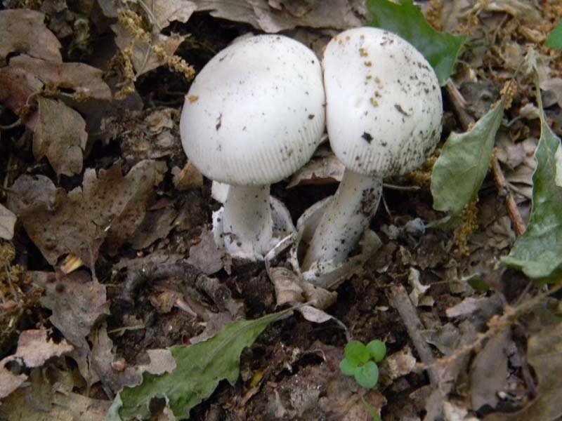 Alcuni ritrovamenti del 17.05. 2011.sotto Quercia