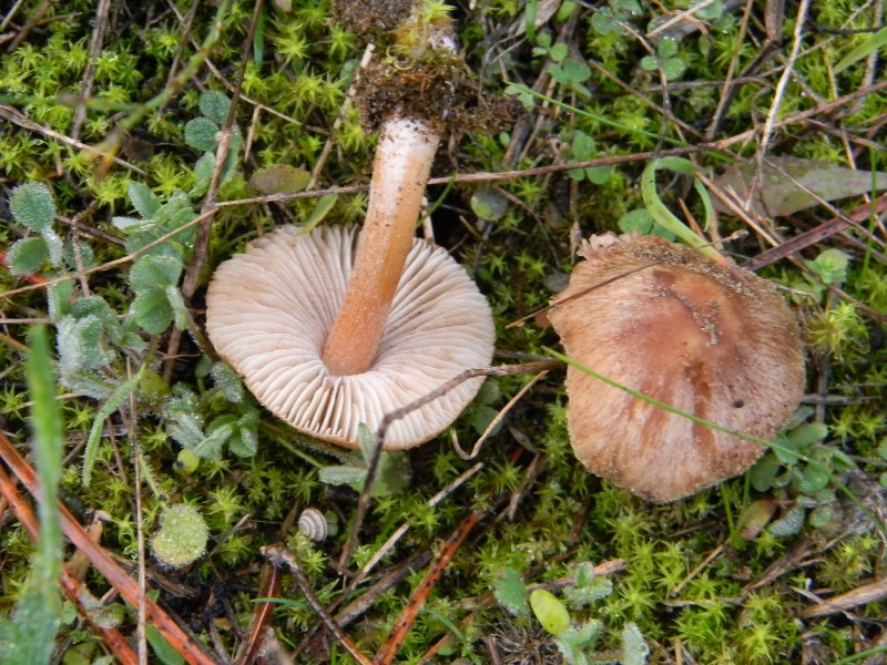 ..Fotografati il 26.11.2011. sotto Pino e leccio marino