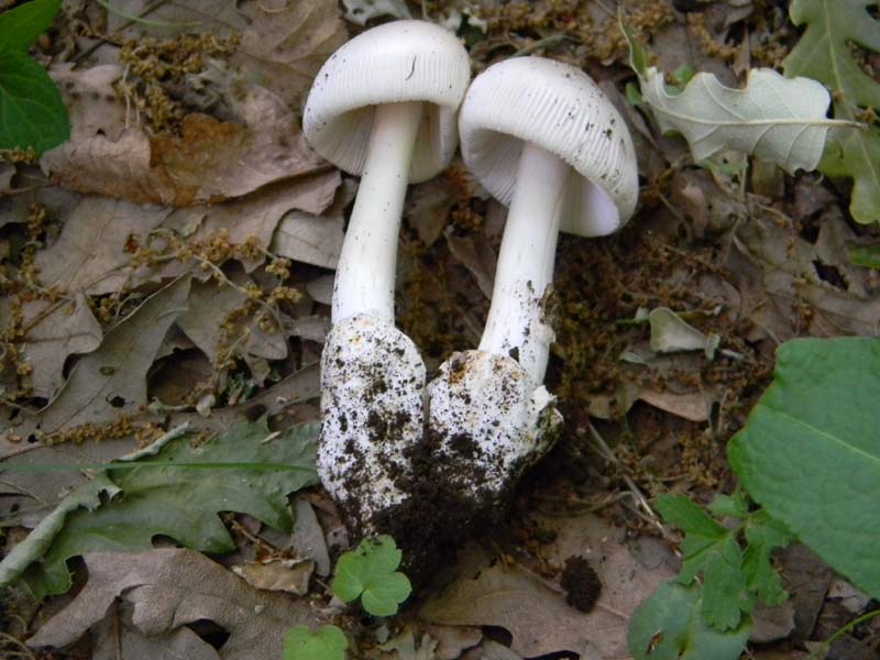 Alcuni ritrovamenti del 17.05. 2011.sotto Quercia