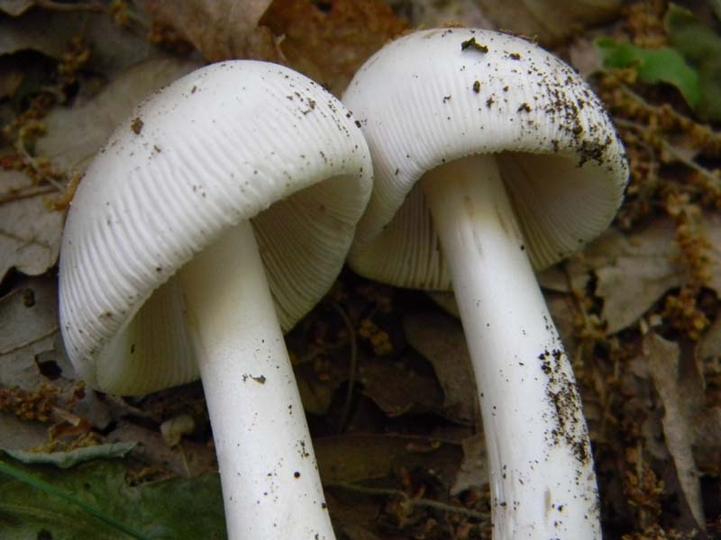 Alcuni ritrovamenti del 17.05. 2011.sotto Quercia