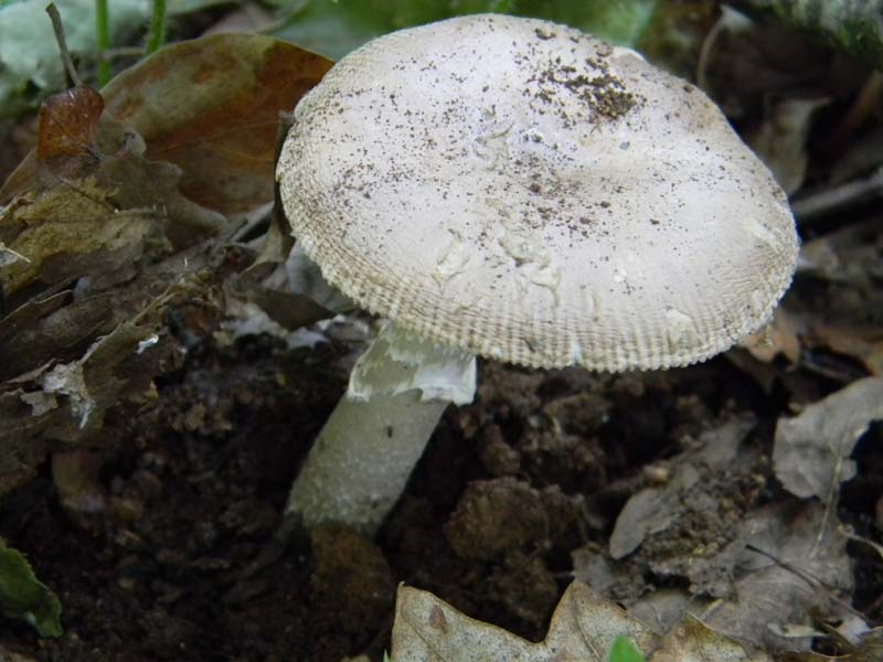 Alcuni ritrovamenti del 17.05. 2011.sotto Quercia