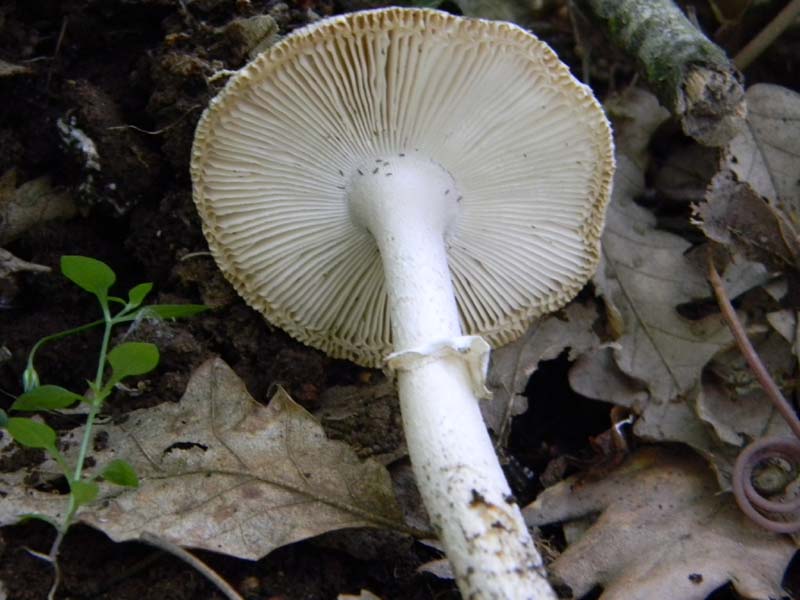 Alcuni ritrovamenti del 17.05. 2011.sotto Quercia