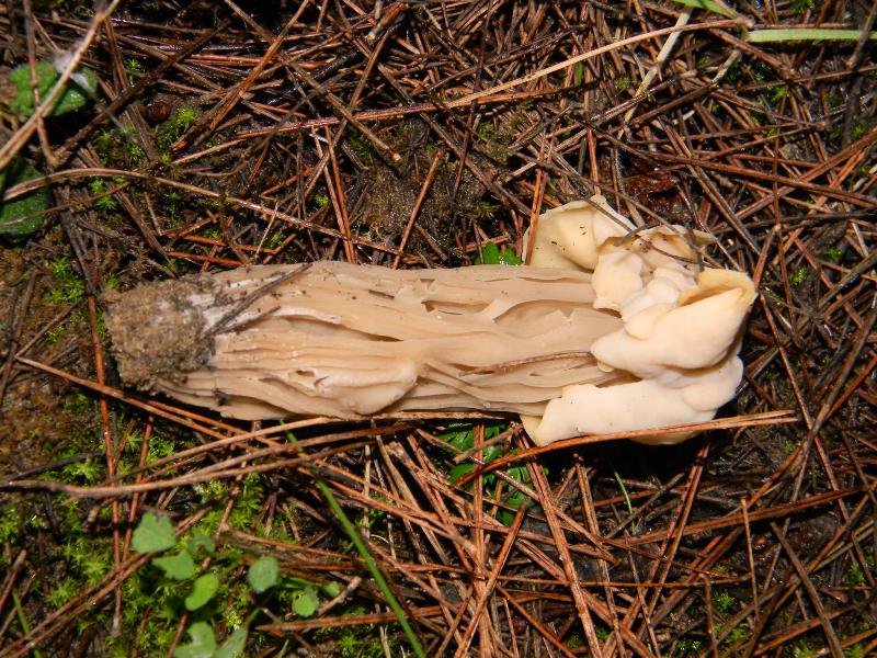 1) Fotografati il 26.11.2011. sotto Pino e Leccio marino