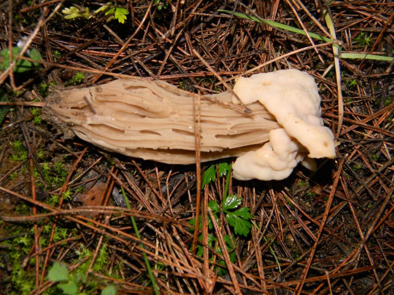 1) Fotografati il 26.11.2011. sotto Pino e Leccio marino