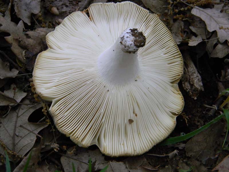 Altri ritrovamenti del 17.05.2011.sotto Quercia