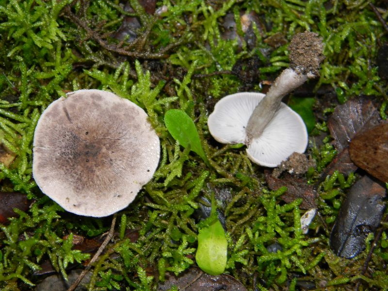 1) Fotografati il 26.11.2011. sotto Pino e Leccio marino