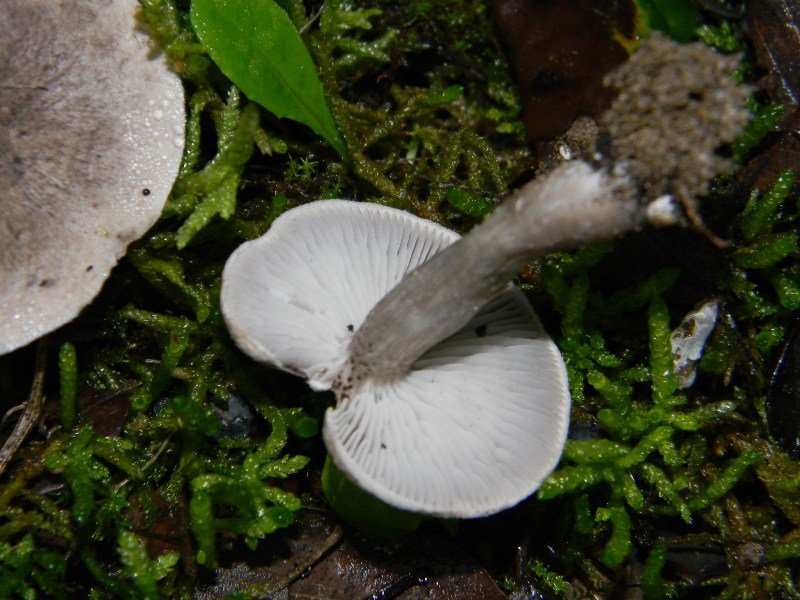 1) Fotografati il 26.11.2011. sotto Pino e Leccio marino