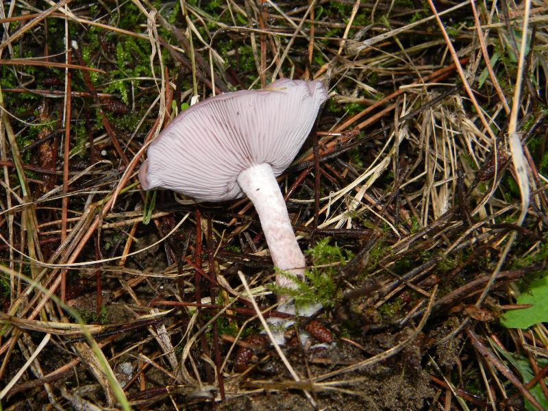 1) Fotografati il 26.11.2011. sotto Pino e Leccio marino