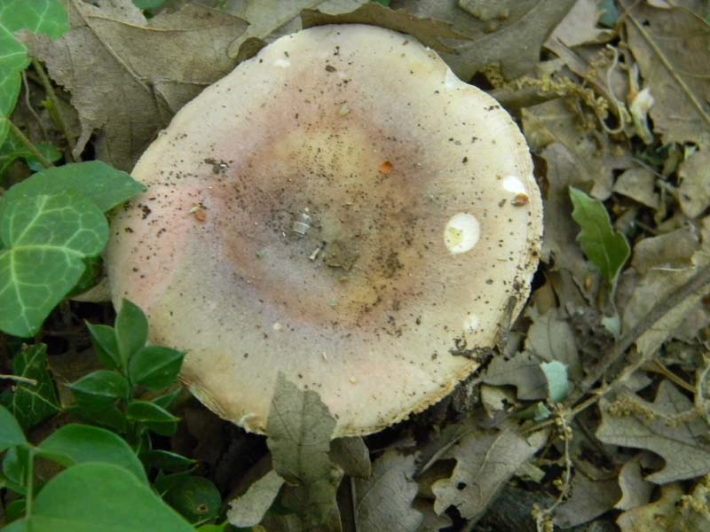 Altri ritrovamenti del 17.05.2011.sotto Quercia