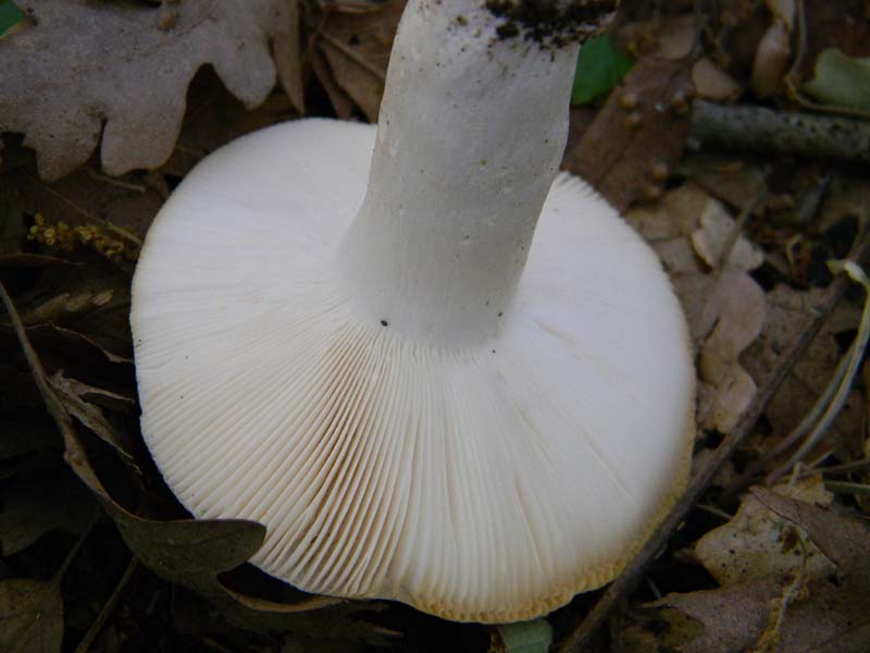 Altri ritrovamenti del 17.05.2011.sotto Quercia