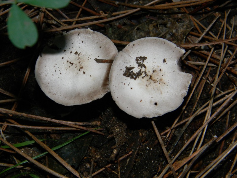 4) Fotografati il 26.11.2011. sottoPino  e Leccio  marino