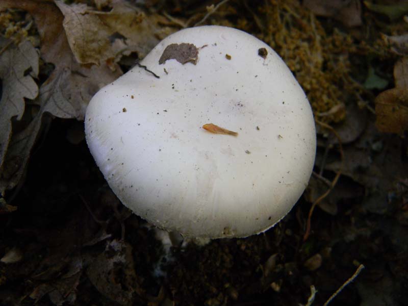 Alcuni ritrovamenti del 17.05. 2011.sotto Quercia