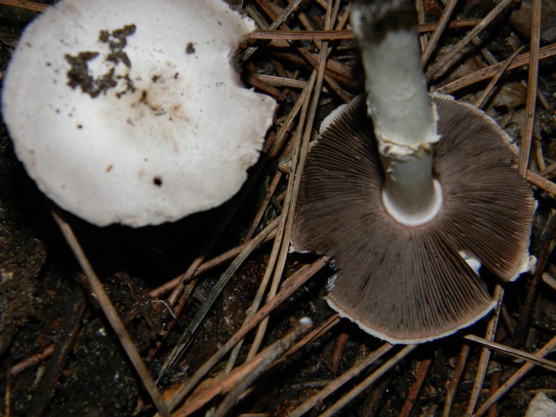 4) Fotografati il 26.11.2011. sottoPino  e Leccio  marino