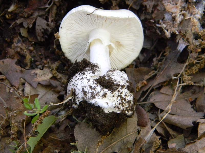 Alcuni ritrovamenti del 17.05. 2011.sotto Quercia