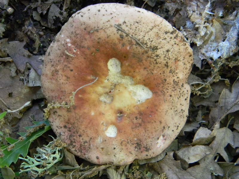 Altri ritrovamenti del 17.05.2011.sotto Quercia