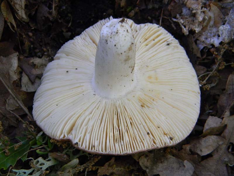 Altri ritrovamenti del 17.05.2011.sotto Quercia