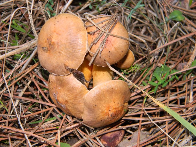 5) Fotografati  il 26.11.2011 sotto Pino e Leccio