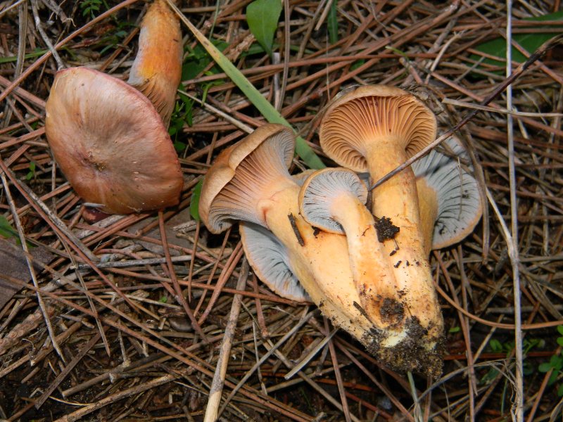 5) Fotografati  il 26.11.2011 sotto Pino e Leccio